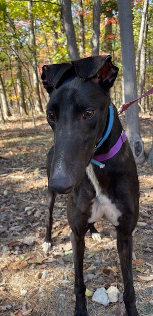 North Cascades-image