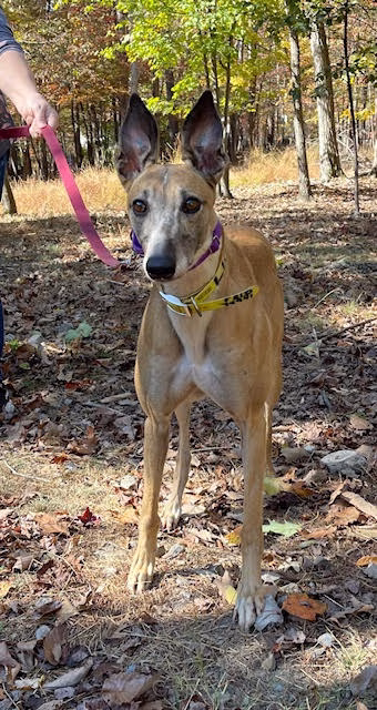 WW Light Spirt-image