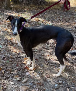 RG Fleet Foot -image