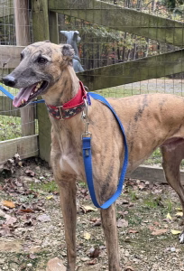 AMF bad boy Bret-image