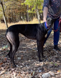 Tf'S Lucky Linda-image