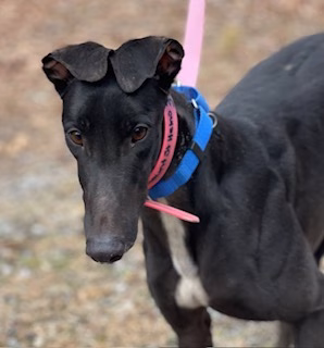 MOUNT SAINT THE LENS-image