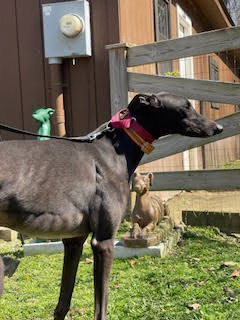 Steve Will Do It-image